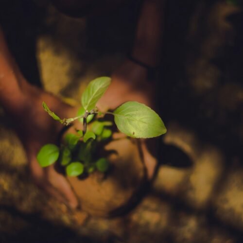 Plantation Drive