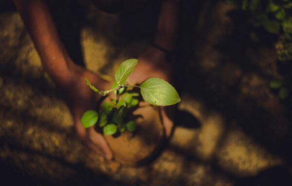 Plantation Drive